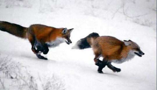 2 foxes