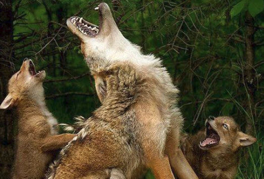 wolf howl