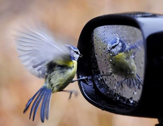 rear view bird